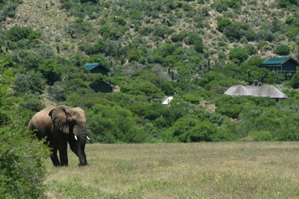 فيلا Hillsnek Safari Camp - محمية أماخالا الطبيعية المظهر الخارجي الصورة