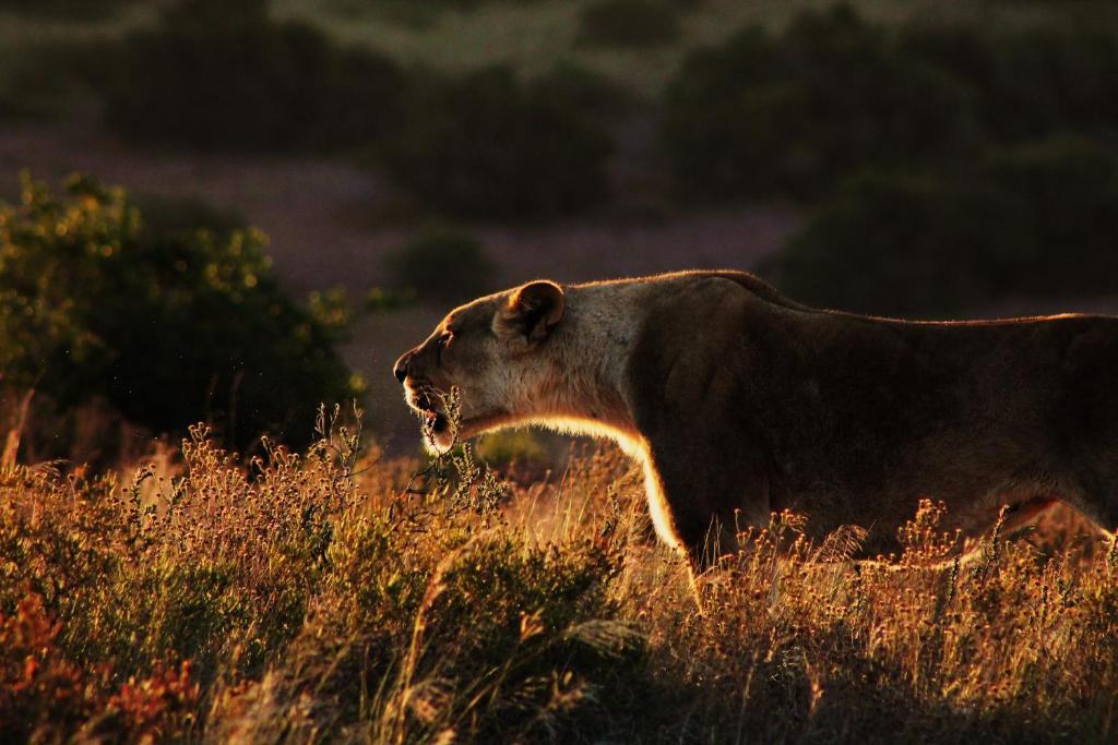 Hillsnek Safari Camp - محمية أماخالا الطبيعية المظهر الخارجي الصورة