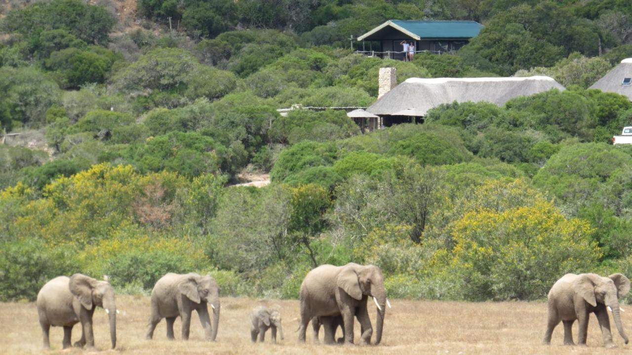 فيلا Hillsnek Safari Camp - محمية أماخالا الطبيعية المظهر الخارجي الصورة