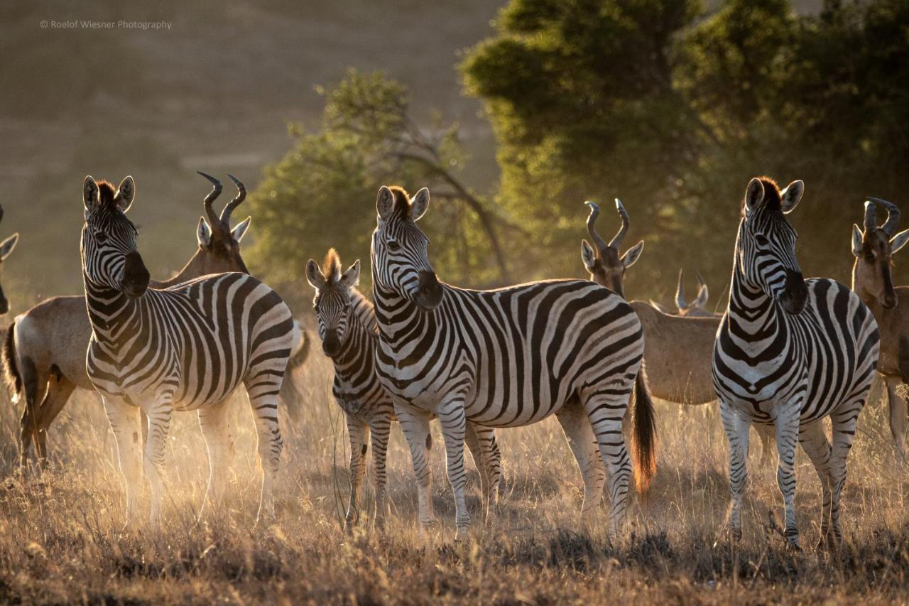 Hillsnek Safari Camp - محمية أماخالا الطبيعية المظهر الخارجي الصورة