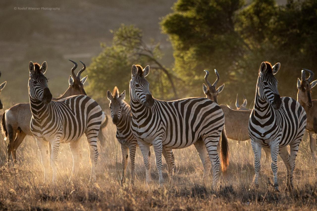 فيلا Hillsnek Safari Camp - محمية أماخالا الطبيعية المظهر الخارجي الصورة