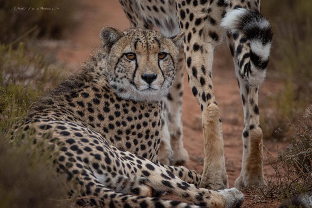 فيلا Hillsnek Safari Camp - محمية أماخالا الطبيعية المظهر الخارجي الصورة