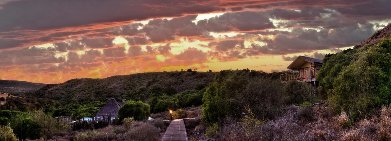 Hillsnek Safari Camp - محمية أماخالا الطبيعية المظهر الخارجي الصورة